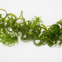 Curly Waterweed